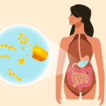 Illustration showing how is gluten digested in the body, highlighting the stomach and intestines with a magnified view of gluten protein fragments breaking down.