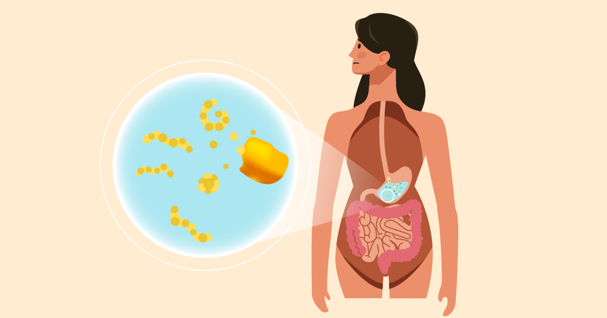 Illustration showing how is gluten digested in the body, highlighting the stomach and intestines with a magnified view of gluten protein fragments breaking down.